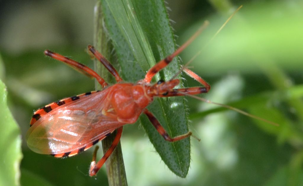 Rhynocoris erythropus